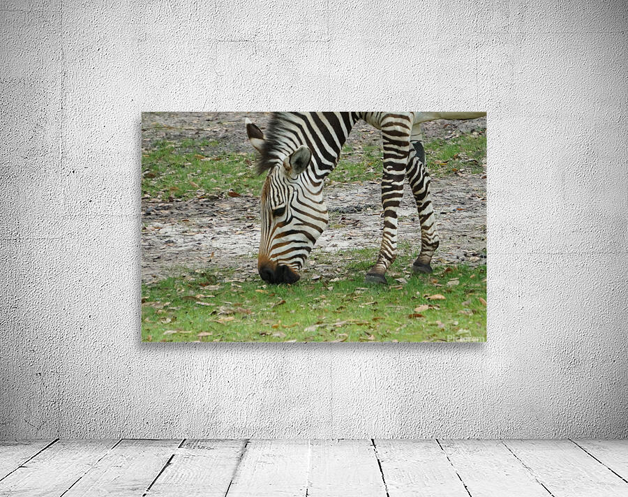 Zebra Wall Preview
