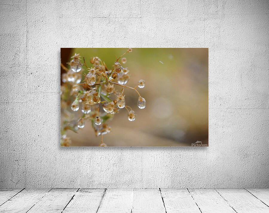 Dewy Morning Wall Preview