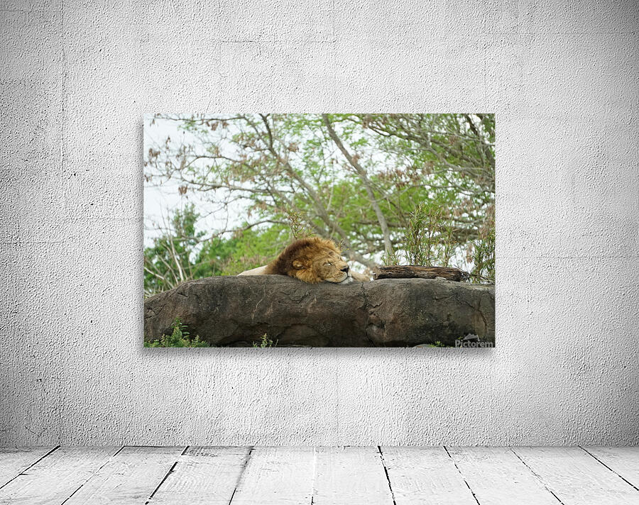 Lions Nap Wall Preview