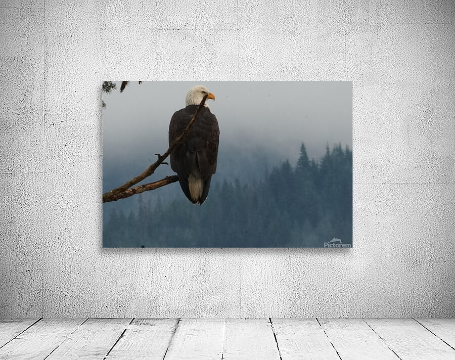 Bald Eagle Wall Preview