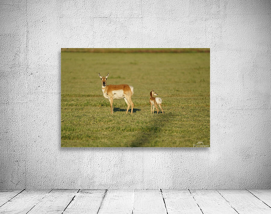 Antelope Wall Preview