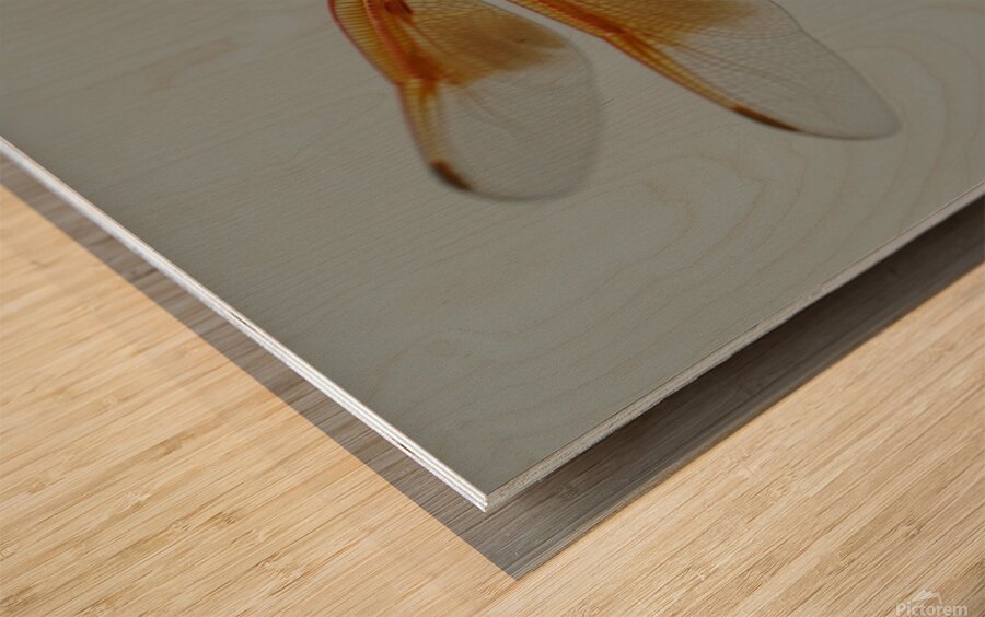 Dragonfly Wood print