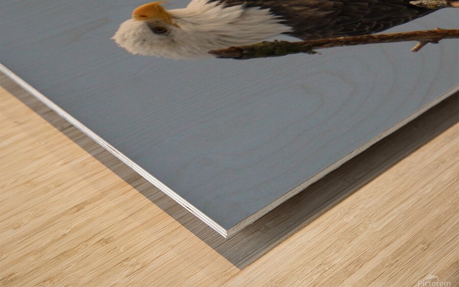Eagle Perch Wood print