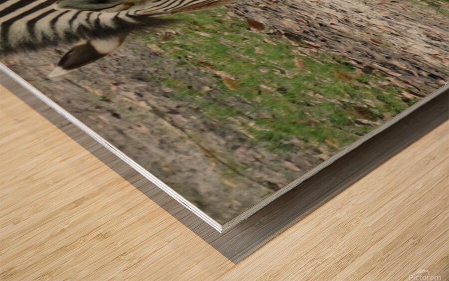Zebra Wood print