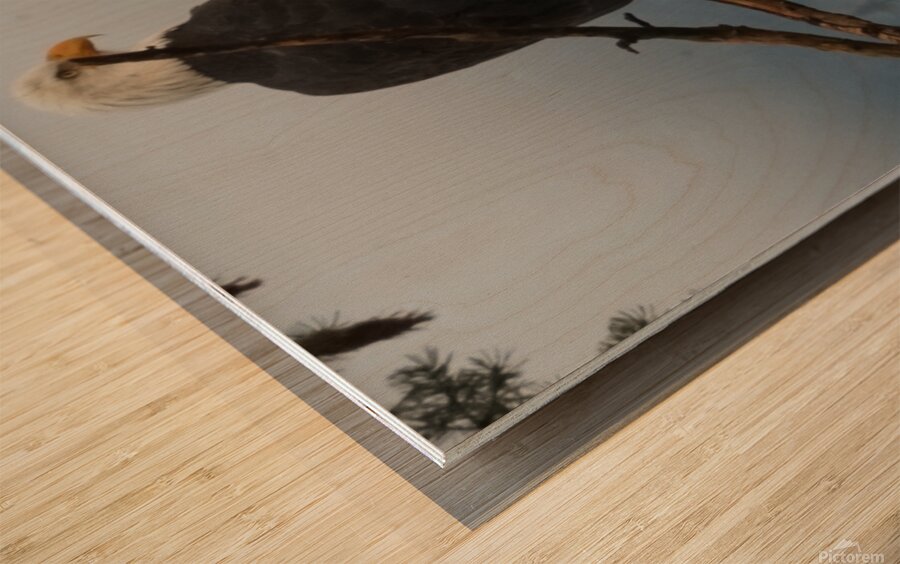 Bald Eagle Wood print