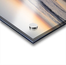 Sandpiper Morning  48.48 Acrylic print