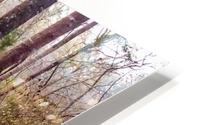 Early Spring Garden HD Metal print
