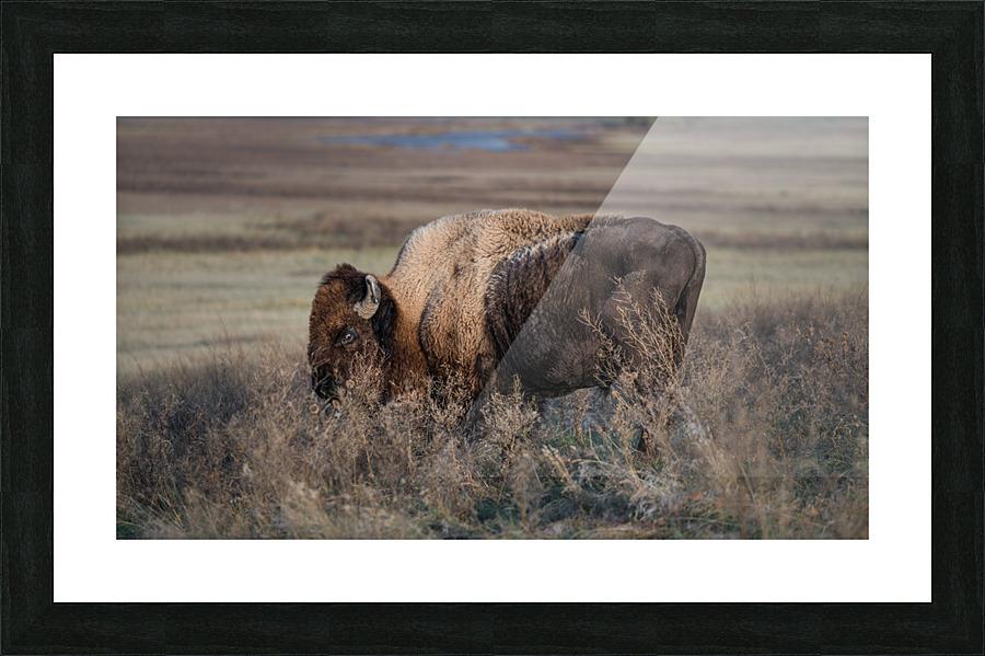 Badlands Buffalo Picture Frame print