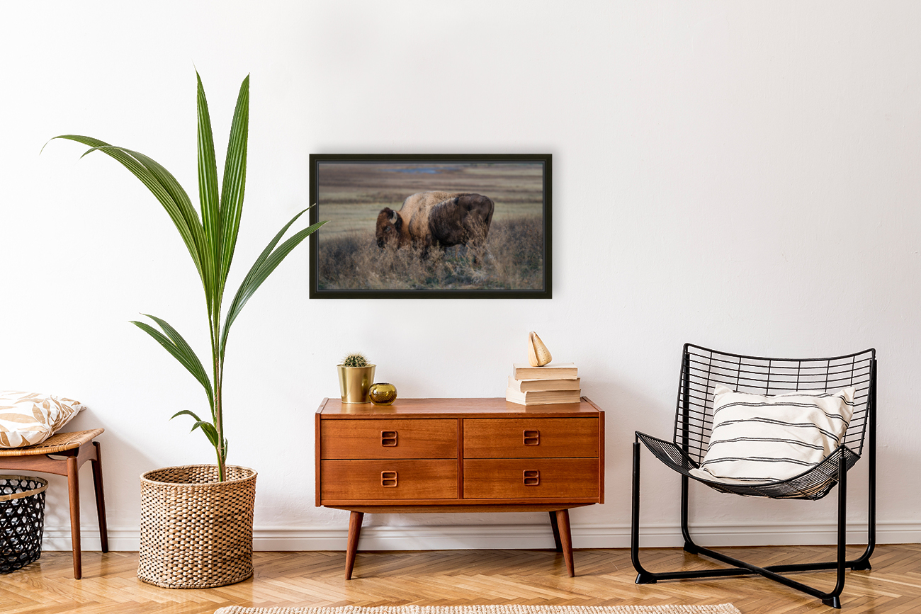 Badlands Buffalo Reproduction