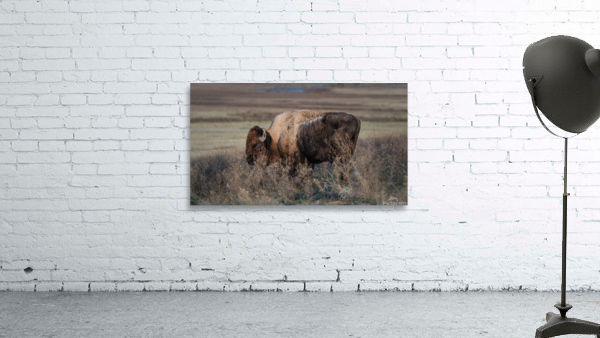 Badlands Buffalo Wall Preview
