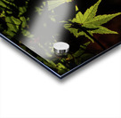 green maple johnny boyd Acrylic print