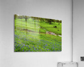 a spring graze johnny boyd Acrylic Print
