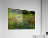 bluebonnet glory johnny boyd Acrylic Print