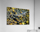 fall brook trout johnny boyd Acrylic Print