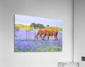 double vision johnny boyd Acrylic Print
