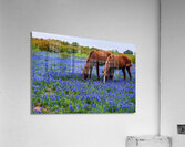 double vision 2 johnny boyd Acrylic Print