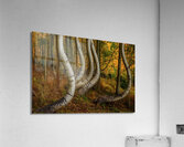 dancing aspens johnny boyd Acrylic Print