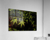 green maple johnny boyd Acrylic Print