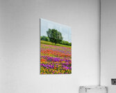 monets oak johnny boyd Acrylic Print