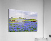 spring herd johnny boyd Acrylic Print