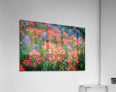 spring paintbrush johnny boyd Acrylic Print