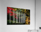 red maple limb johnny boyd Acrylic Print