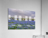 spring grazing johnny boyd Acrylic Print