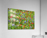 spring classic johnny boyd Acrylic Print