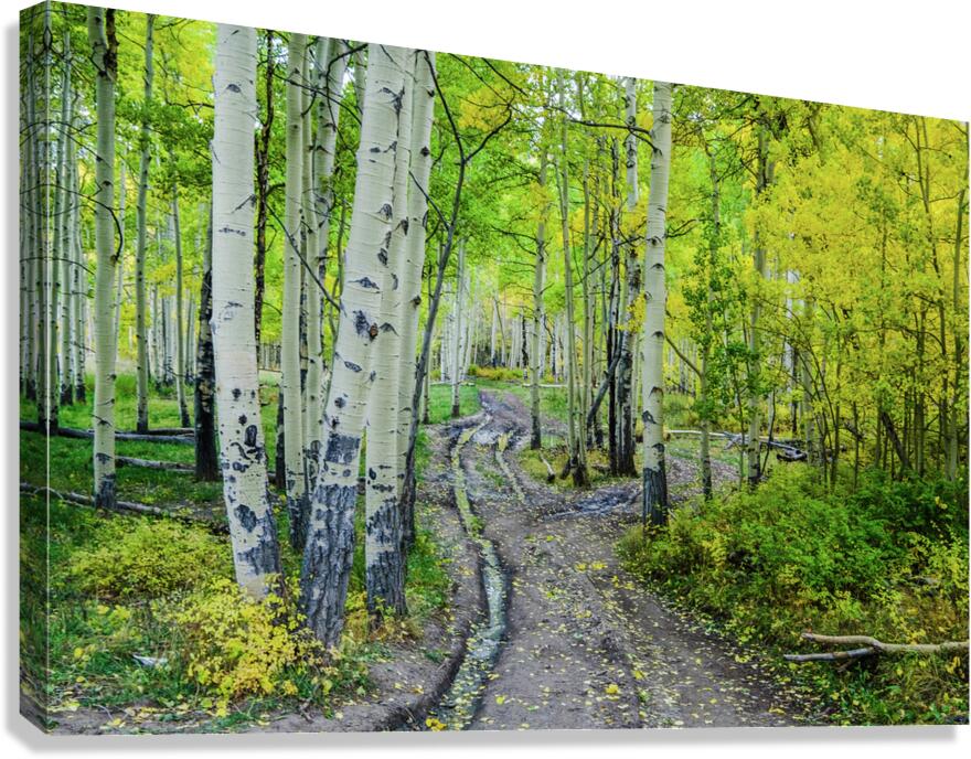 aspen road johnny boyd Canvas Print
