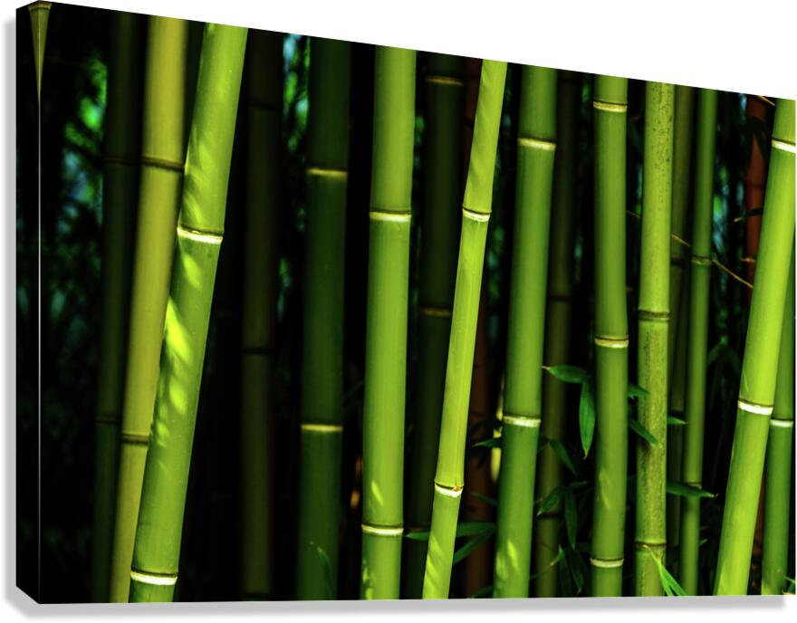 bamboo johnny boyd Canvas Print