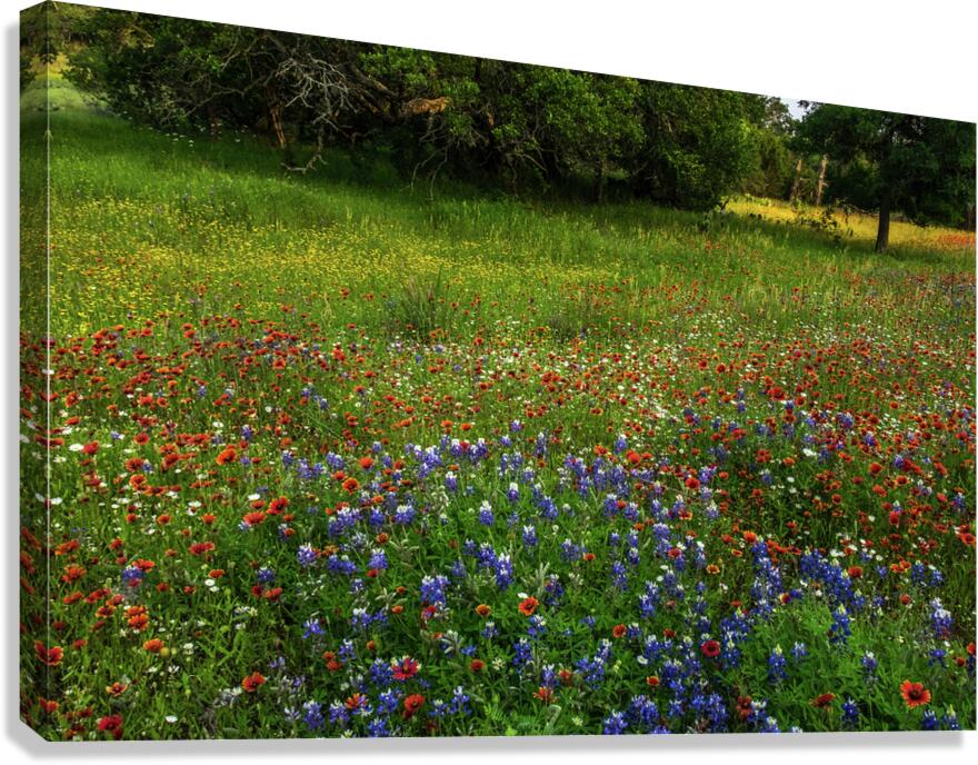 bluebonnet glory johnny boyd Canvas Print