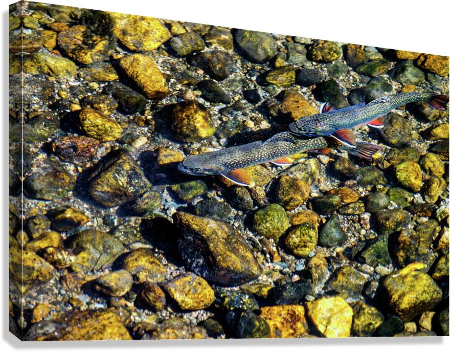fall brook trout johnny boyd Canvas Print