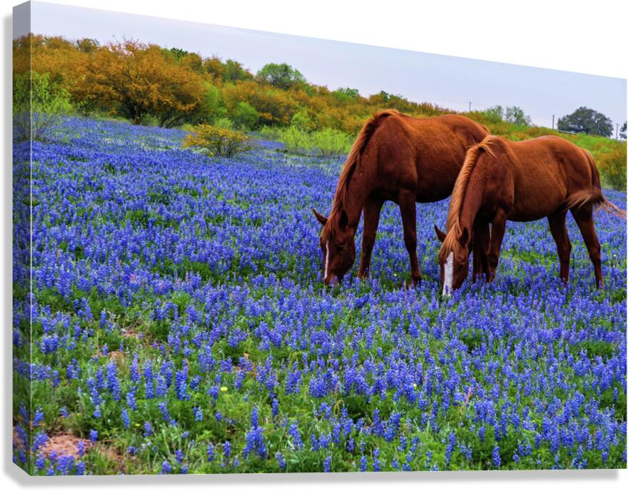 double vision 2 johnny boyd Canvas Print