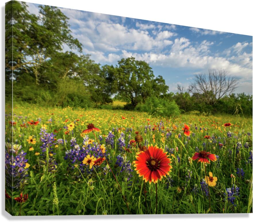 fire wheel johnny boyd Canvas Print