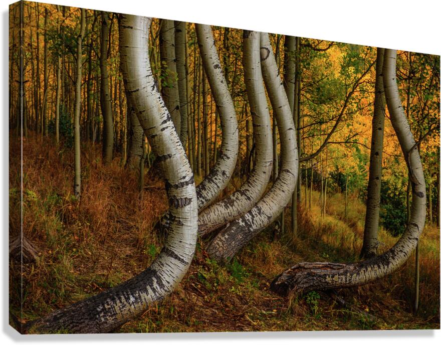 dancing aspens johnny boyd Canvas Print