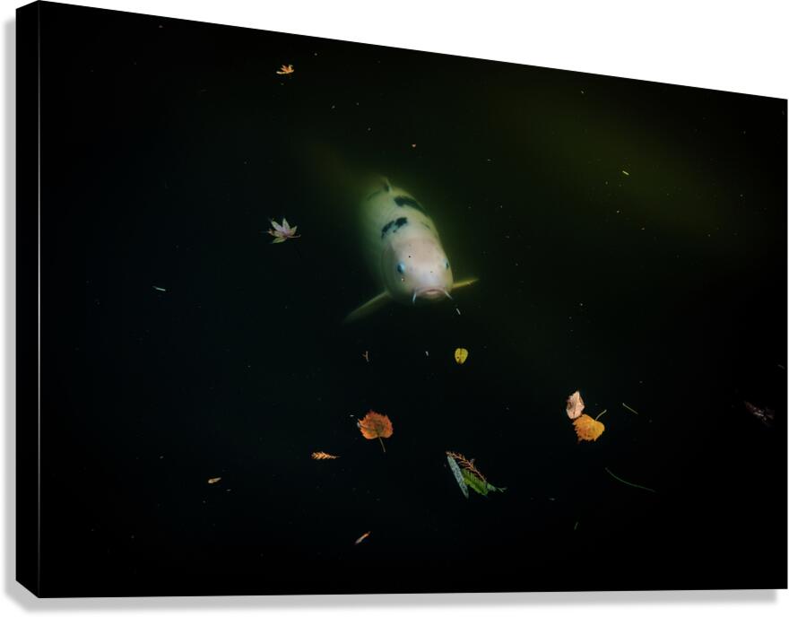 ghost koi johnny boyd Canvas Print