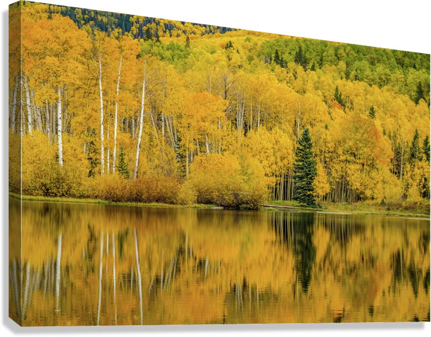 golden reflection johnny boyd Canvas Print