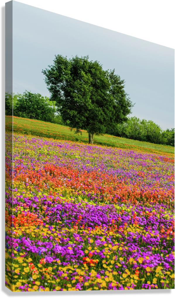 monets oak johnny boyd Canvas Print