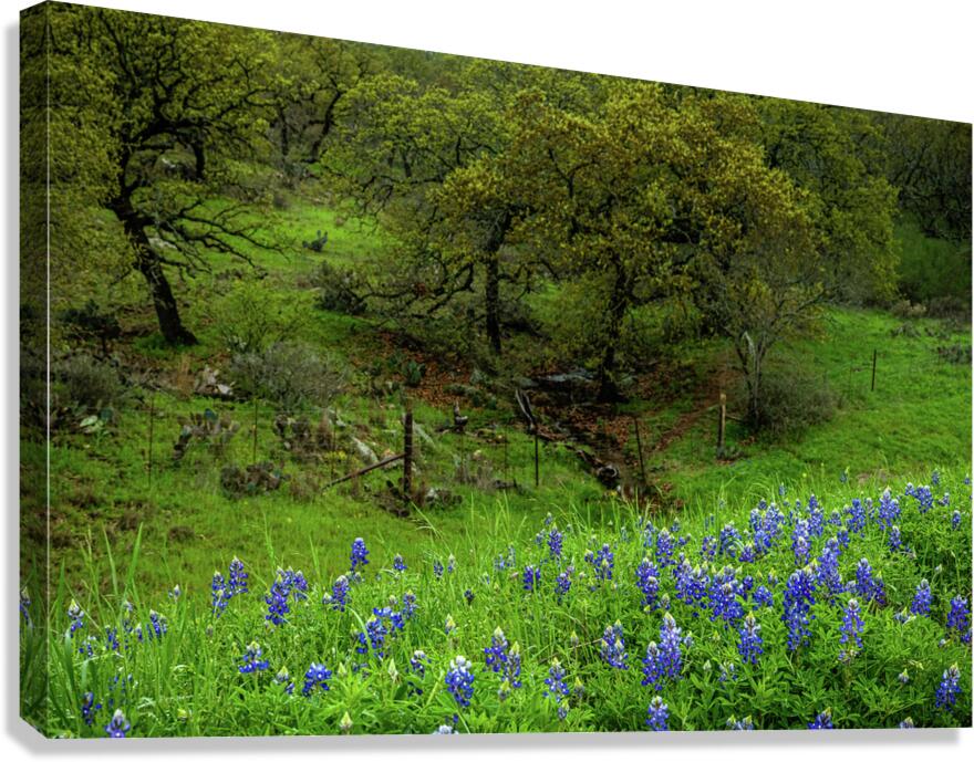 spring day blues johnny boyd Canvas Print
