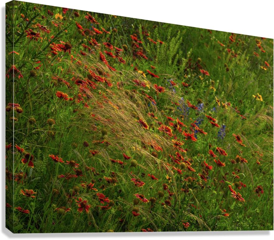 spear grass johnny boyd Canvas Print
