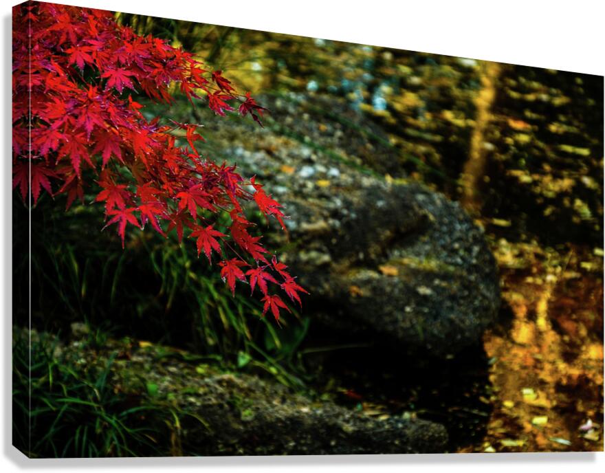 red maple limb johnny boyd Canvas Print