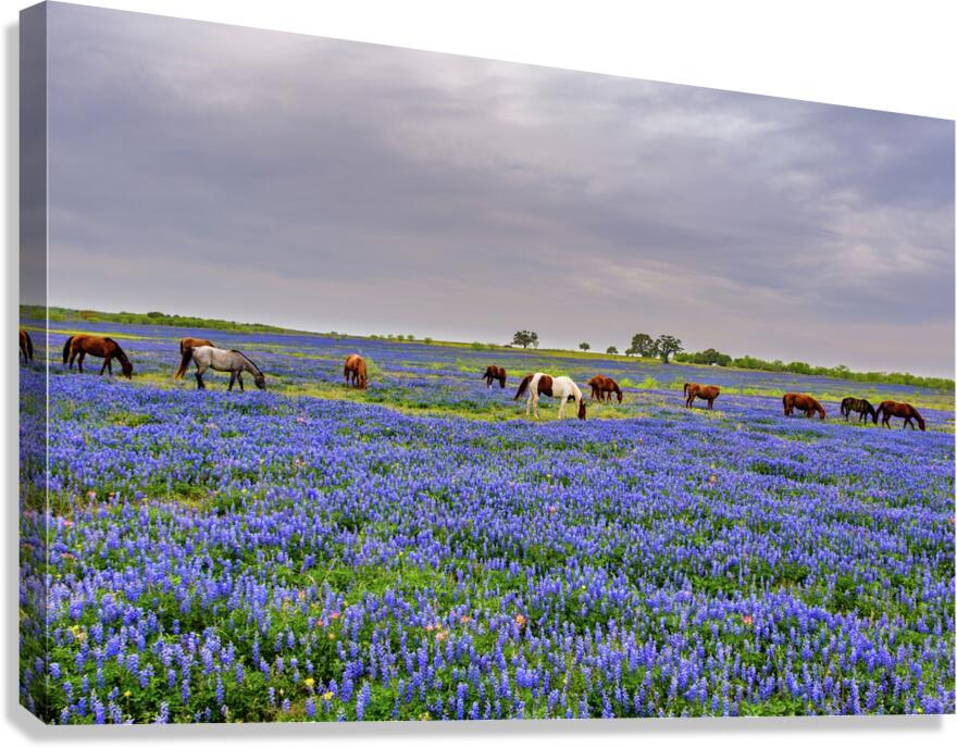 spring grazing johnny boyd Canvas Print