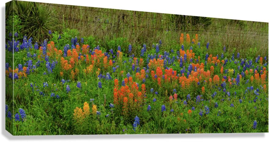 prairie spring johnny boyd Canvas Print