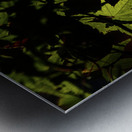 green maple johnny boyd Metal print