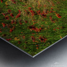 spear grass johnny boyd Metal print