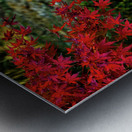 red maple limb johnny boyd Metal print