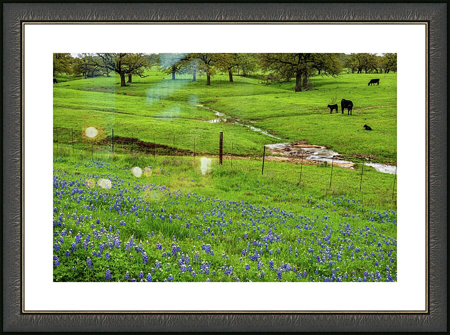 a spring graze johnny boyd Picture Frame print