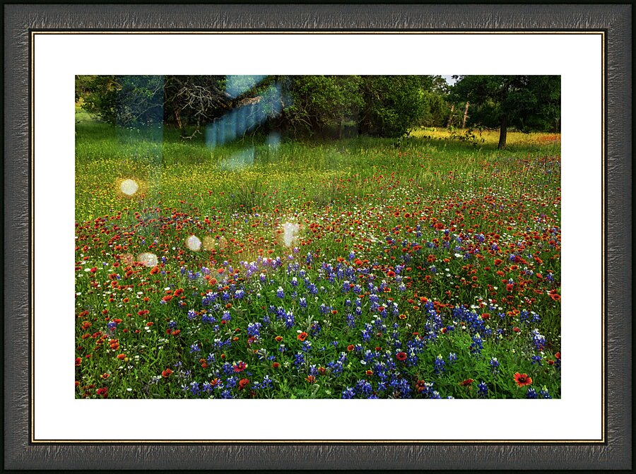 bluebonnet glory johnny boyd Picture Frame print