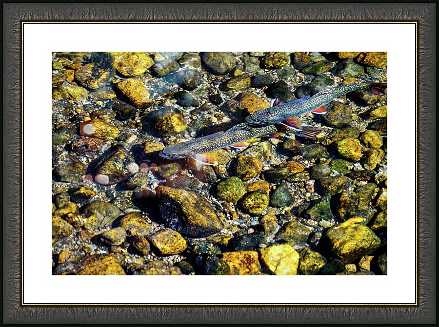 fall brook trout johnny boyd Picture Frame print