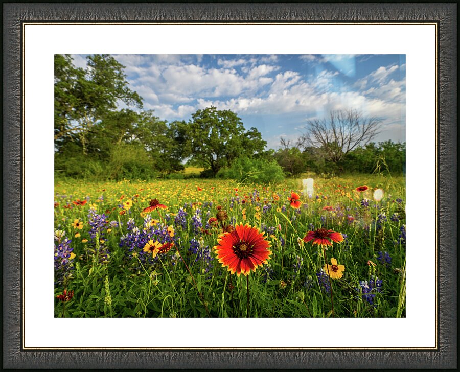 fire wheel johnny boyd Picture Frame print